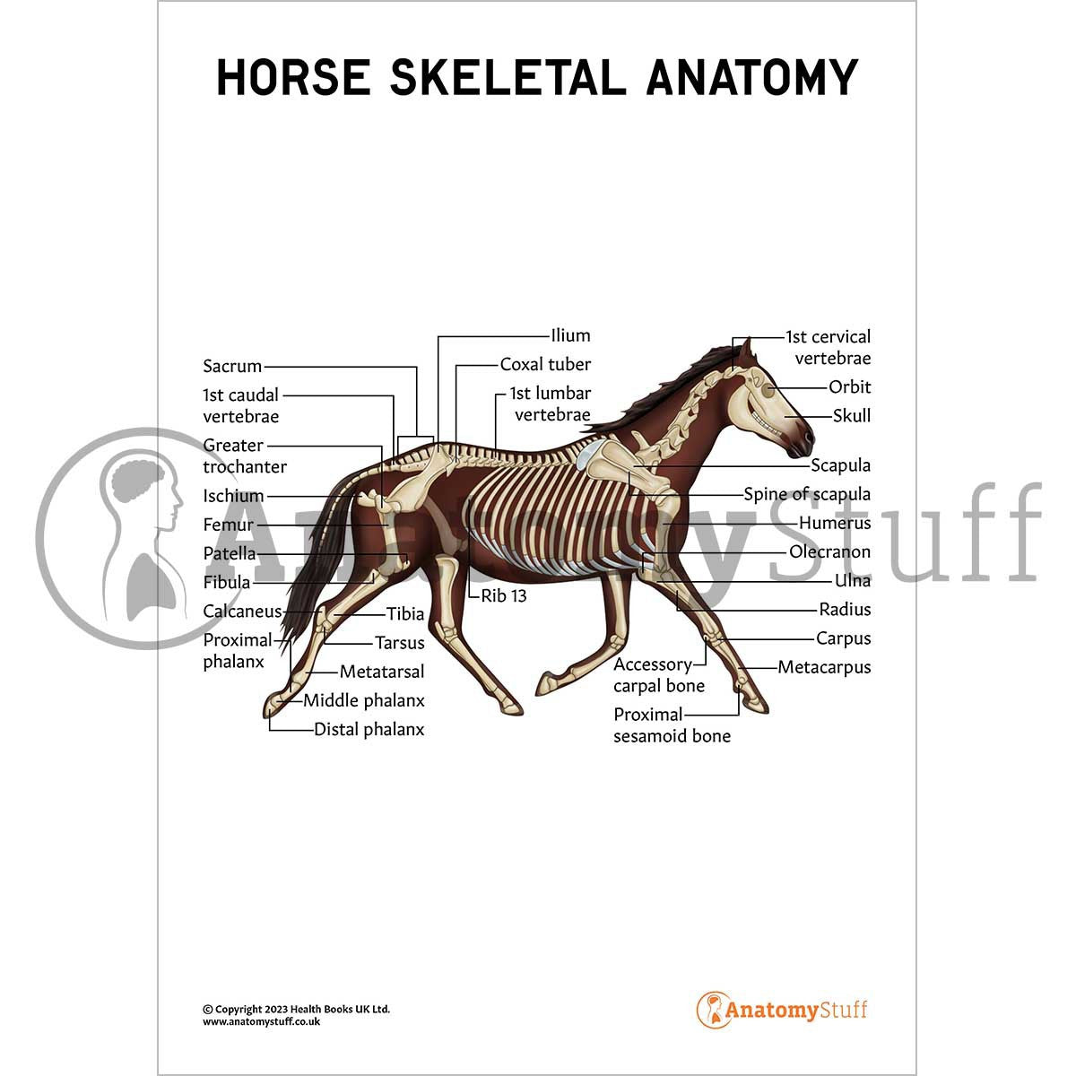 Horse Skeletal Anatomy (Interactive & Printable PDF)