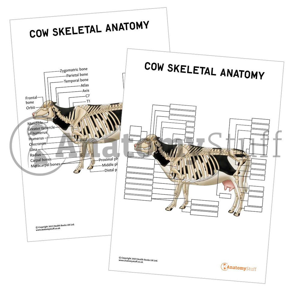 Cow Skeletal Anatomy (Interactive & Printable PDF)