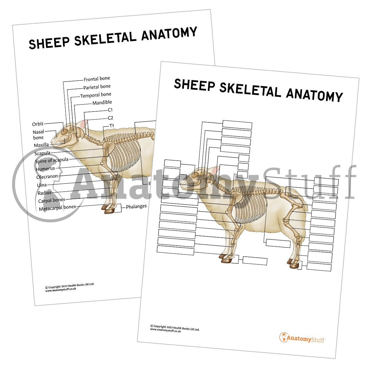 Labelled and Unlabelled Sheep Skeletal Anatomy