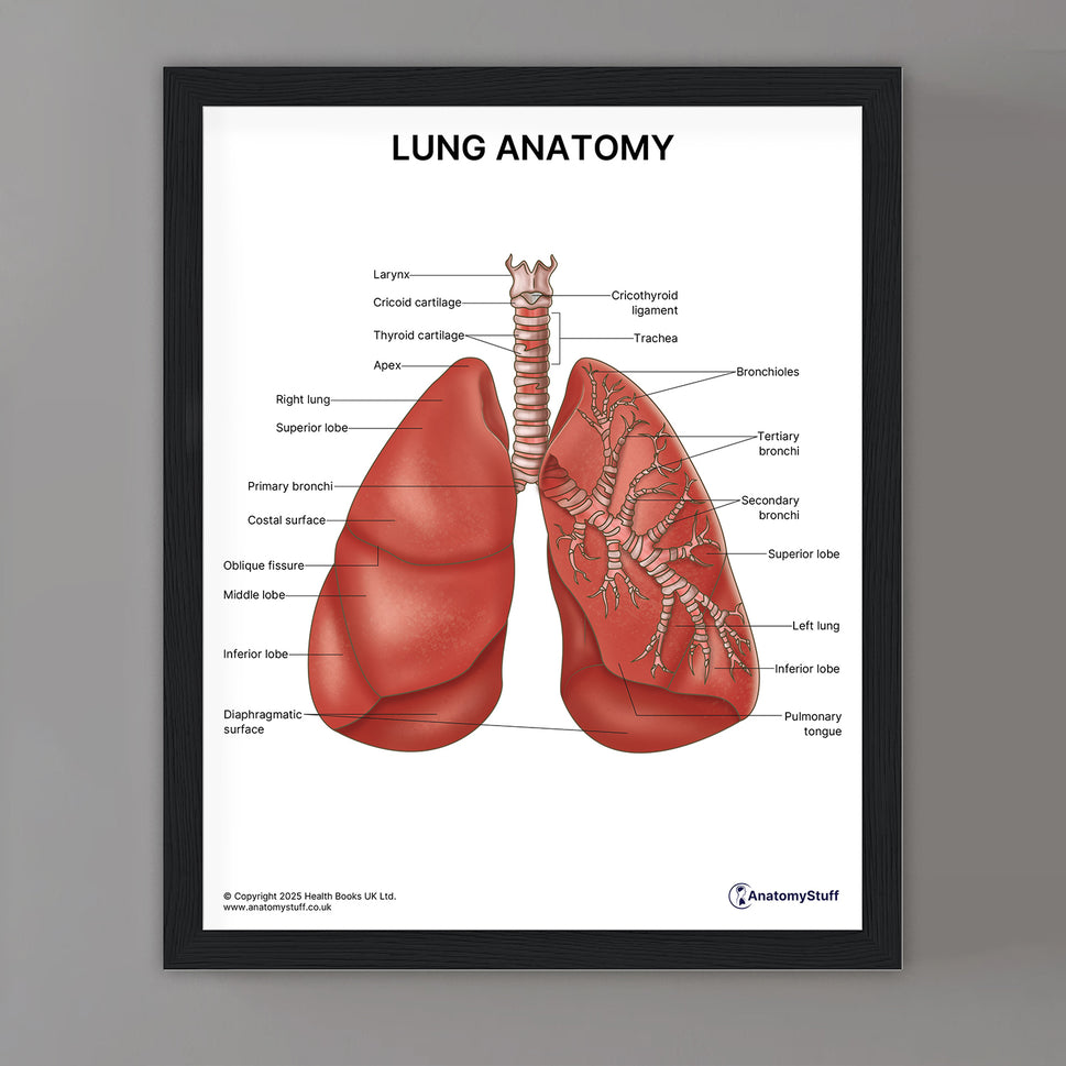 Lung Anatomy Print (Small 8x10")