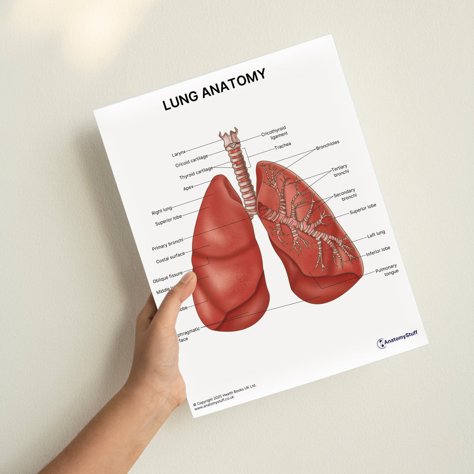 Lung Anatomy Print (Small 8x10")