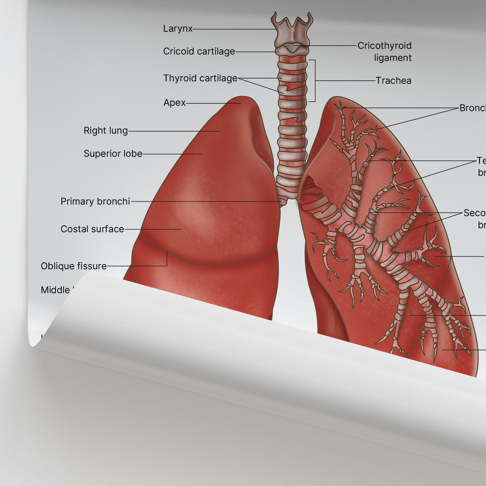 Lung Anatomy Print (Small 8x10")