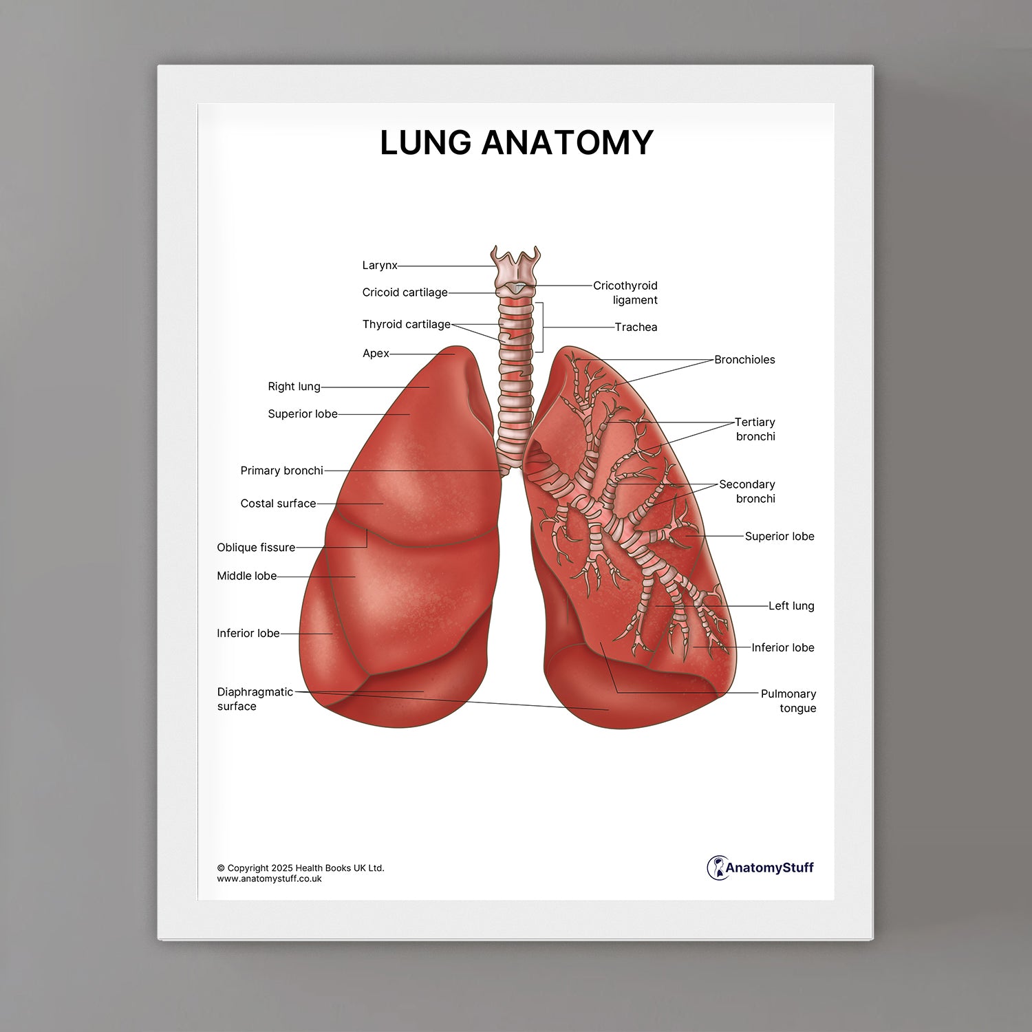 Lung Anatomy Print (Small 8x10")