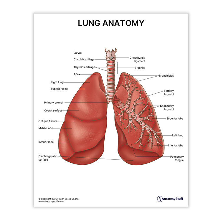 Lung Anatomy Print (Small 8x10")