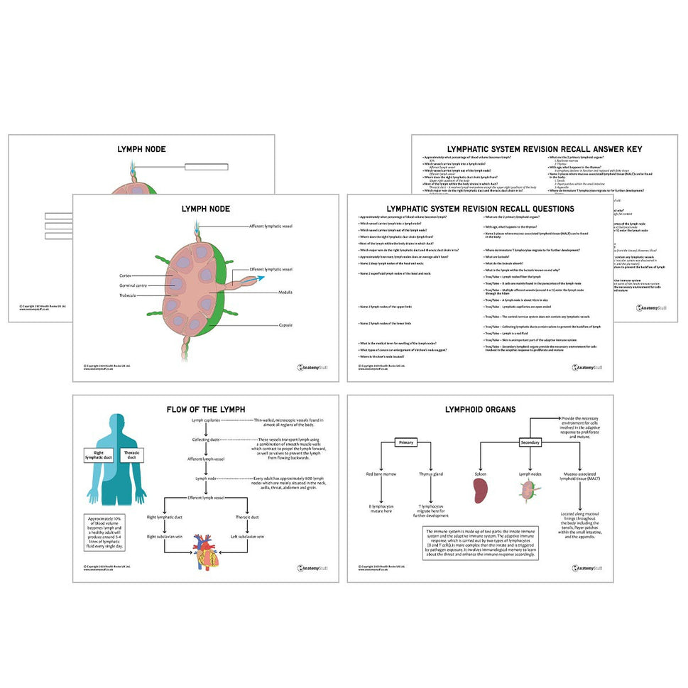 Lymphatic System Anatomy Revision Worksheets (Interactive & Printable PDFs)