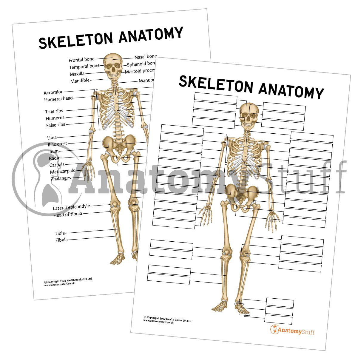 Skeleton Anatomy Poster / Worksheet (Interactive & Printable PDF)