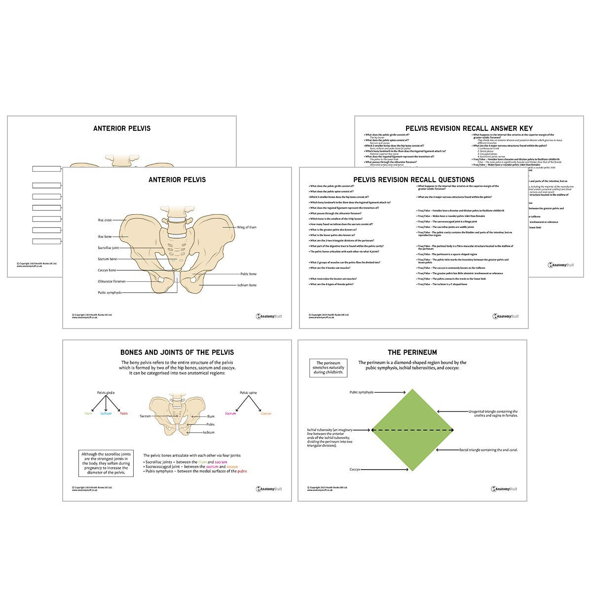 Pelvis Anatomy Revision Worksheets (Interactive & Printable PDFs)