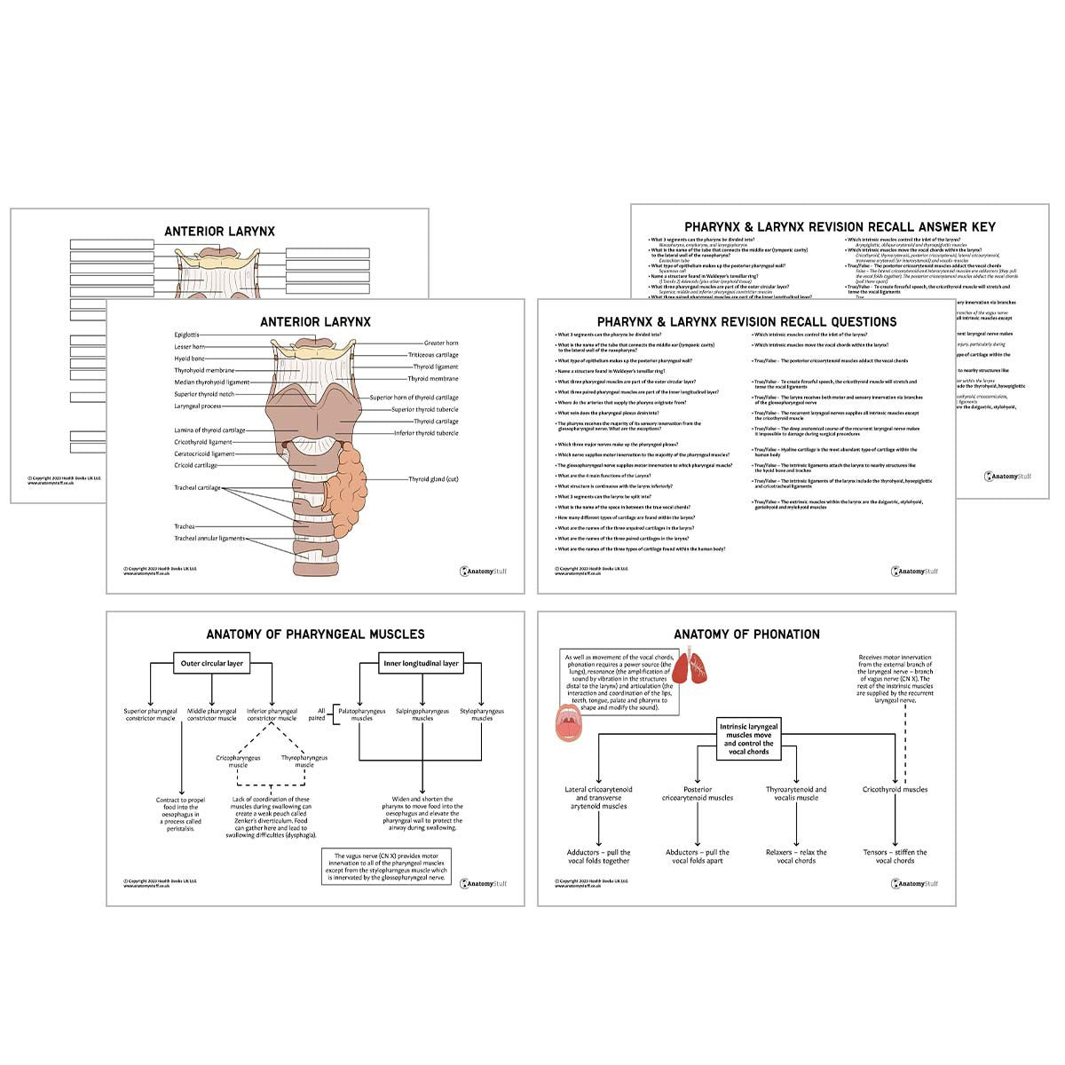 Pharynx & Larynx Anatomy Revision Worksheets (Interactive & Printable PDFs)