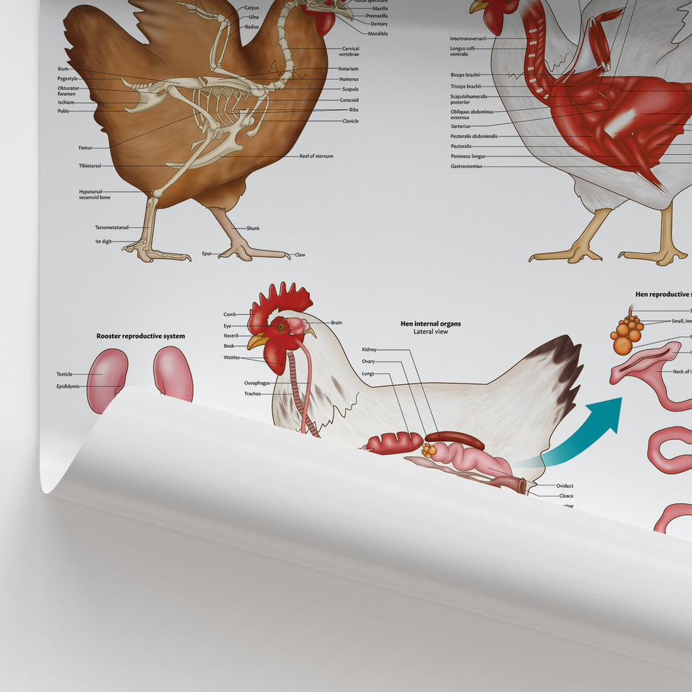 Chicken Anatomy Chart / Poster