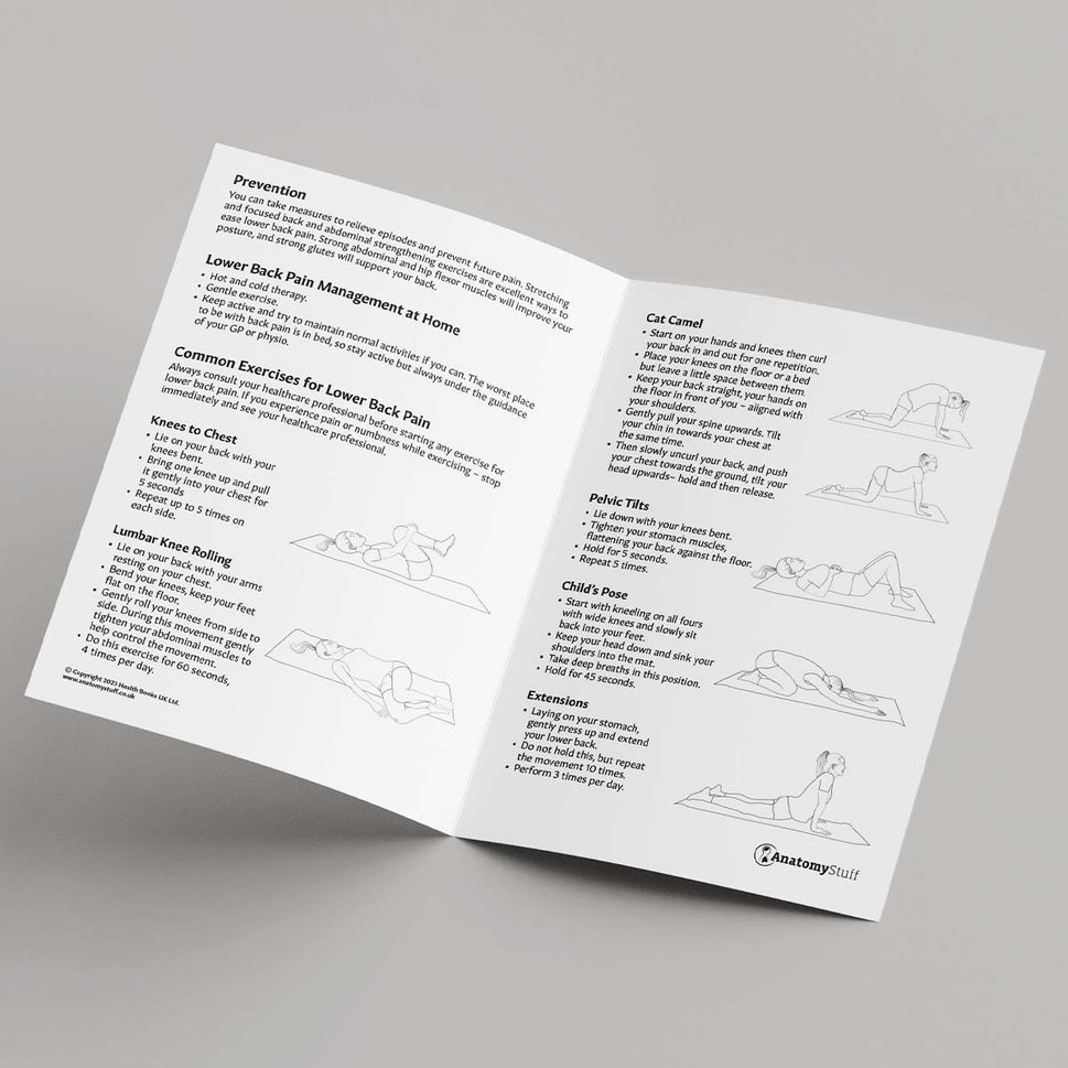 Your Guide To Lower Back Pain Leaflet (Printable PDF)
