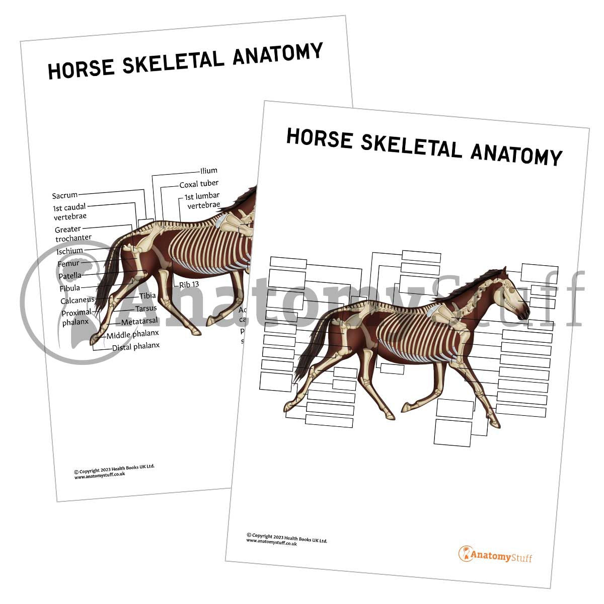 Horse Skeletal Anatomy (Interactive & Printable PDF)