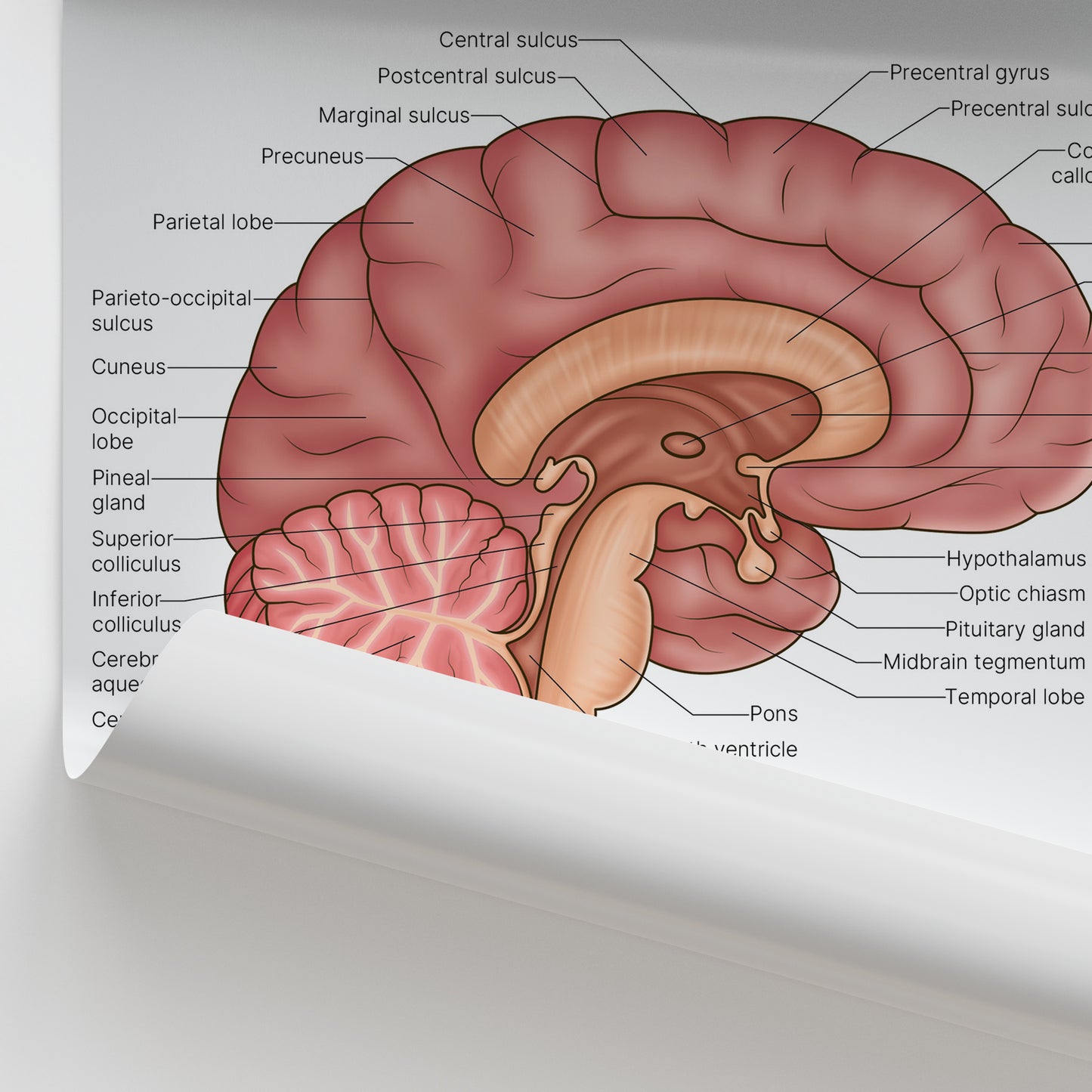 Brain Anatomy Print (Small 8x10")