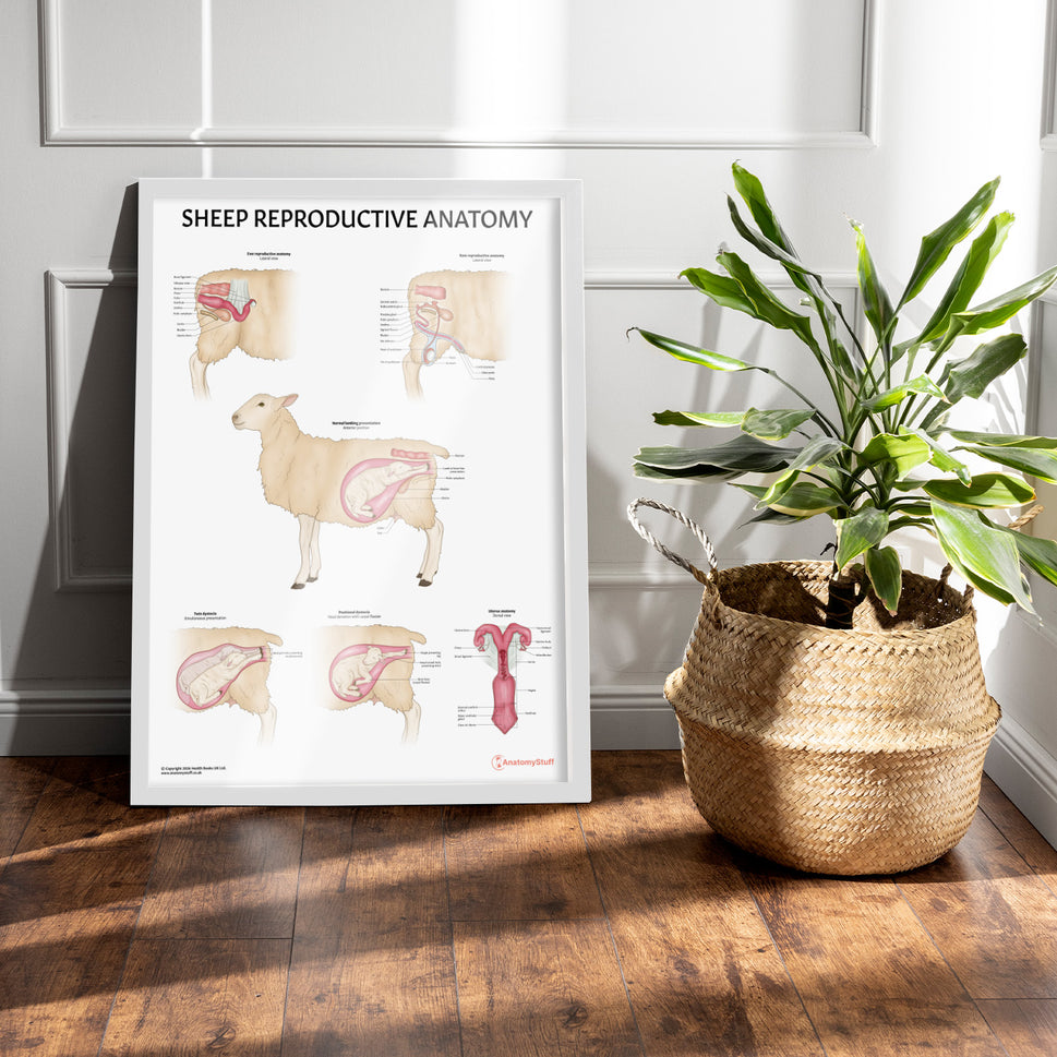 Sheep Reproductive Anatomy Chart / Poster