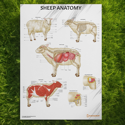 Sheep Anatomy Chart / Poster