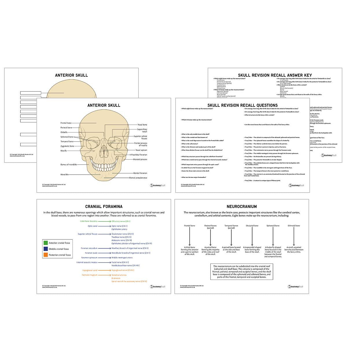 Skull Anatomy Revision Worksheets (Interactive & Printable PDFs)