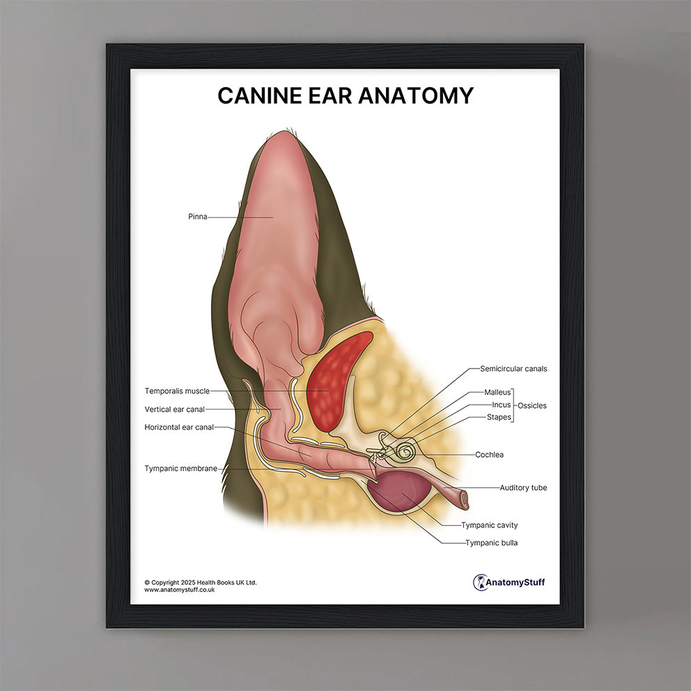 Canine Ear Anatomy Print (Small 8x10")
