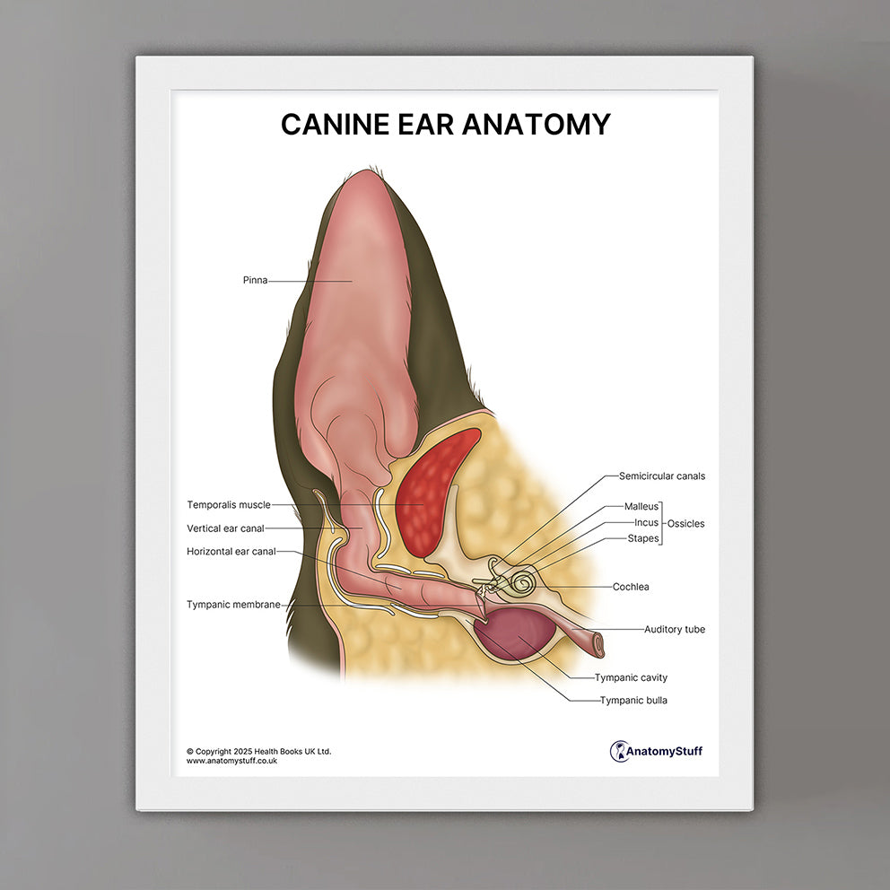 Canine Ear Anatomy Print (Small 8x10")