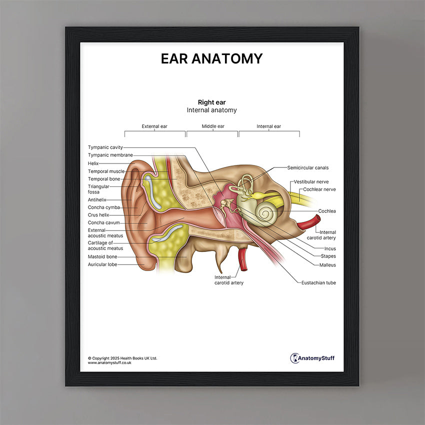 Ear Anatomy Print (Small 8x10")