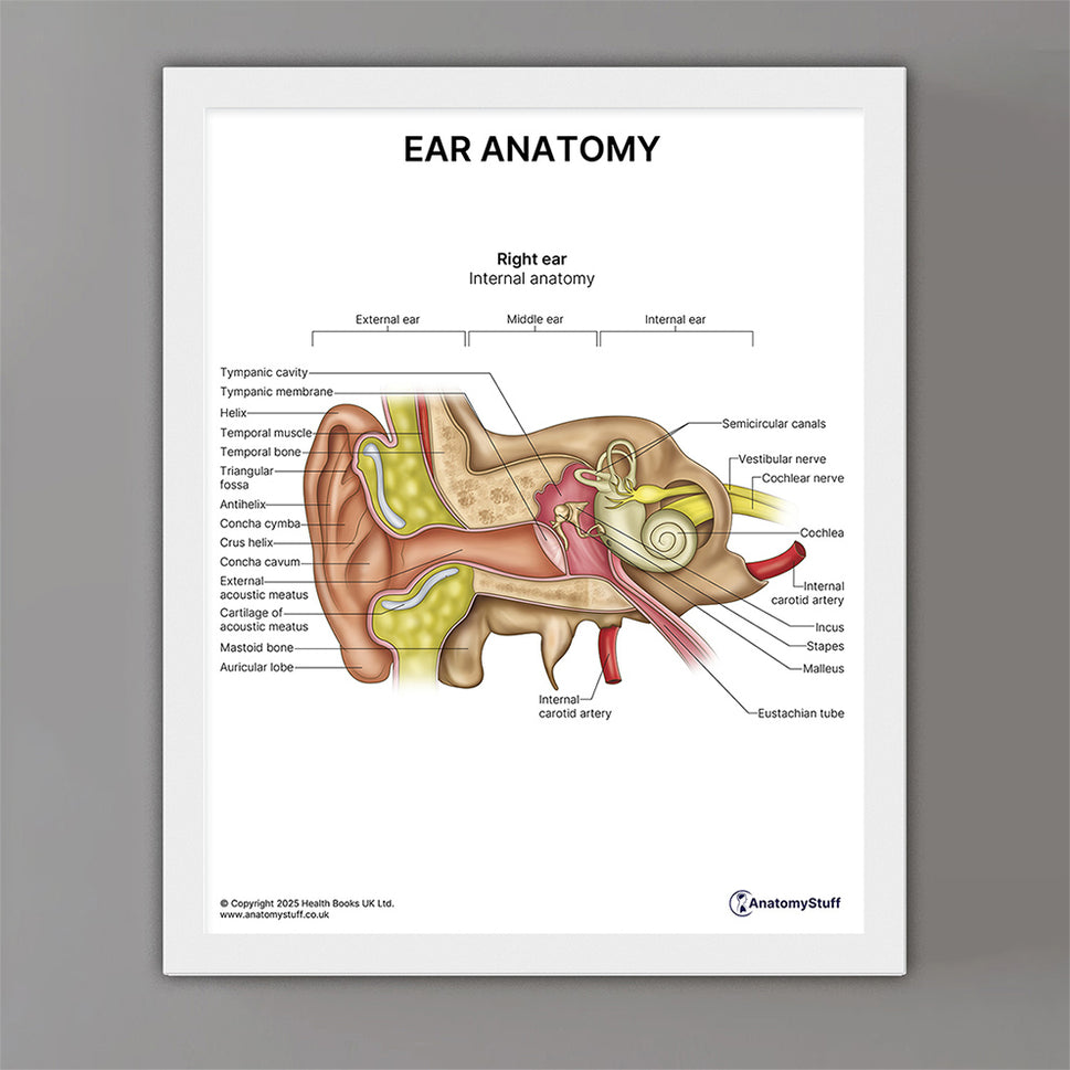 Ear Anatomy Print (Small 8x10")
