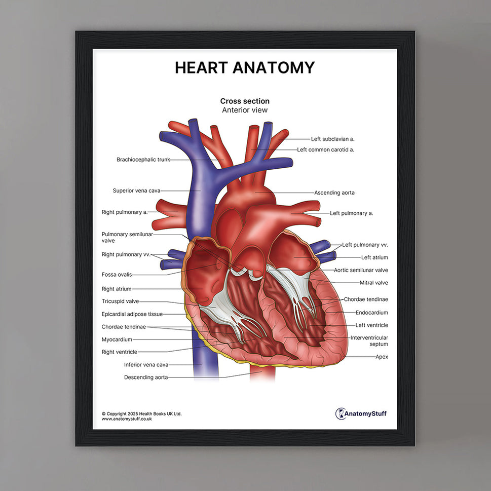 Heart Anatomy Print (Small 8x10")
