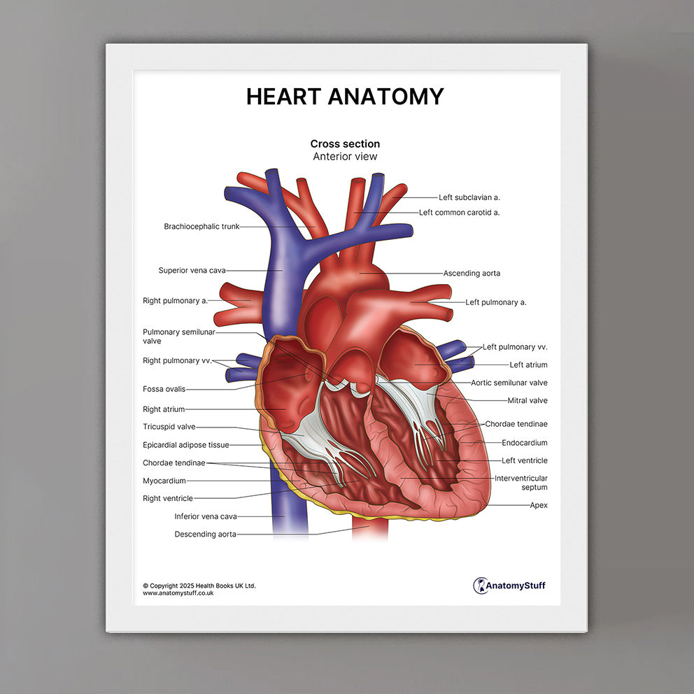Heart Anatomy Print (Small 8x10")
