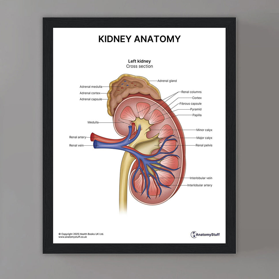 Kidney Anatomy Print (Small 8x10")