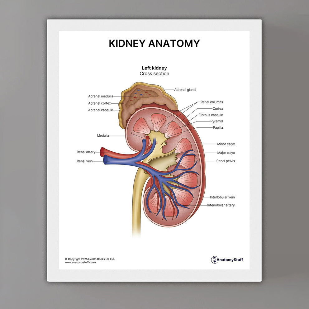 Kidney Anatomy Print (Small 8x10")
