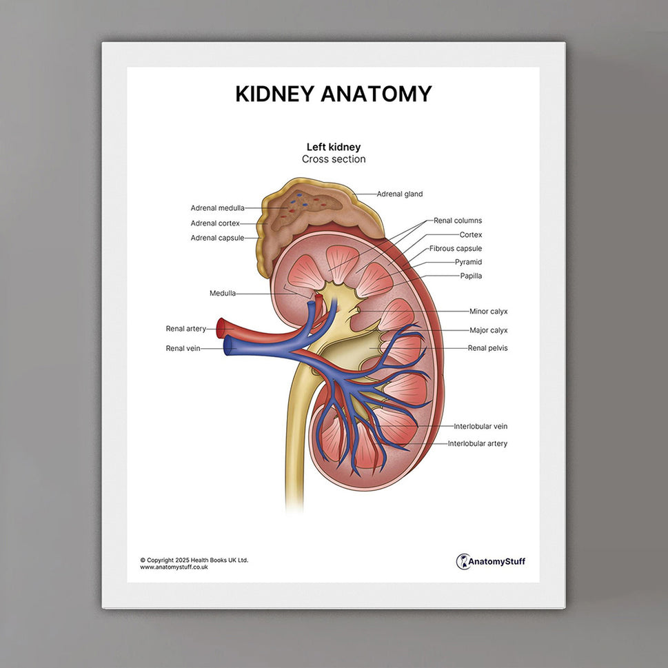 Kidney Anatomy Print (Small 8x10")