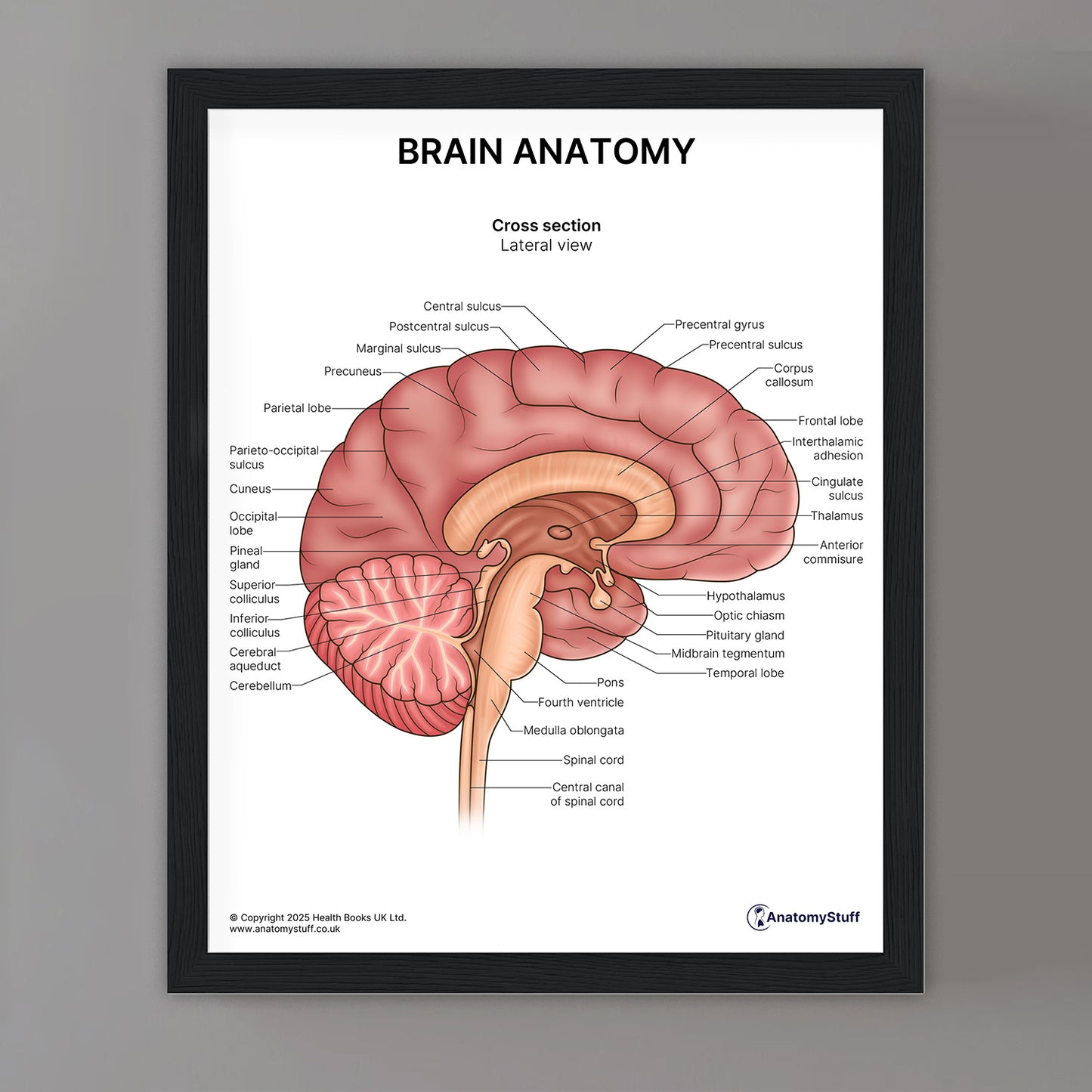 Brain Anatomy Print (Small 8x10")