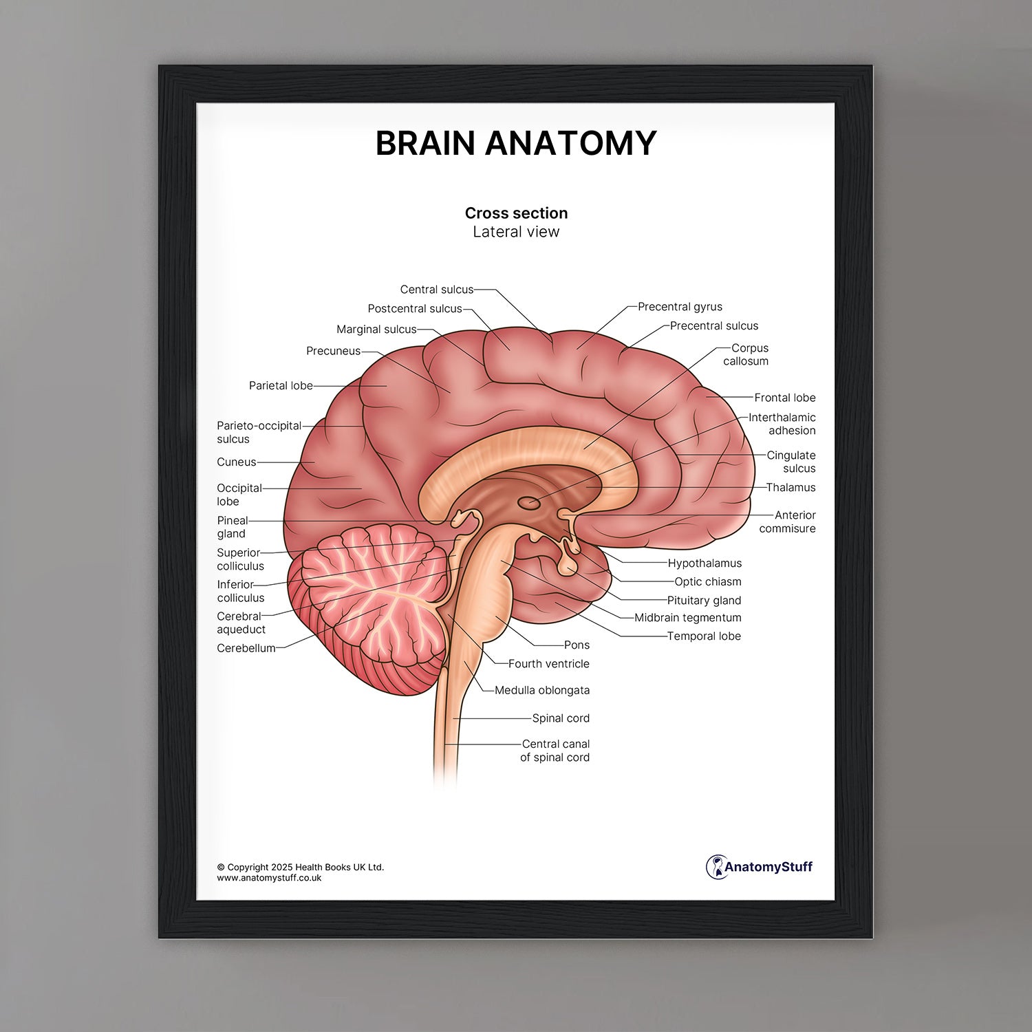 Brain Anatomy Print (Small 8x10")