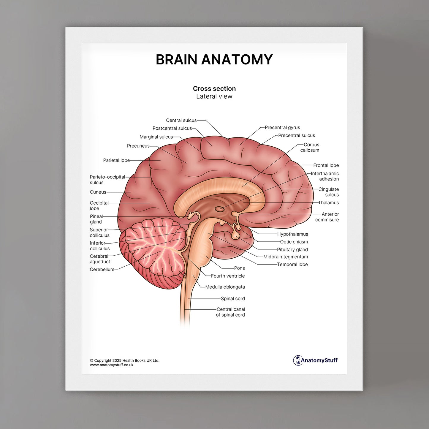 Brain Anatomy Print (Small 8x10")