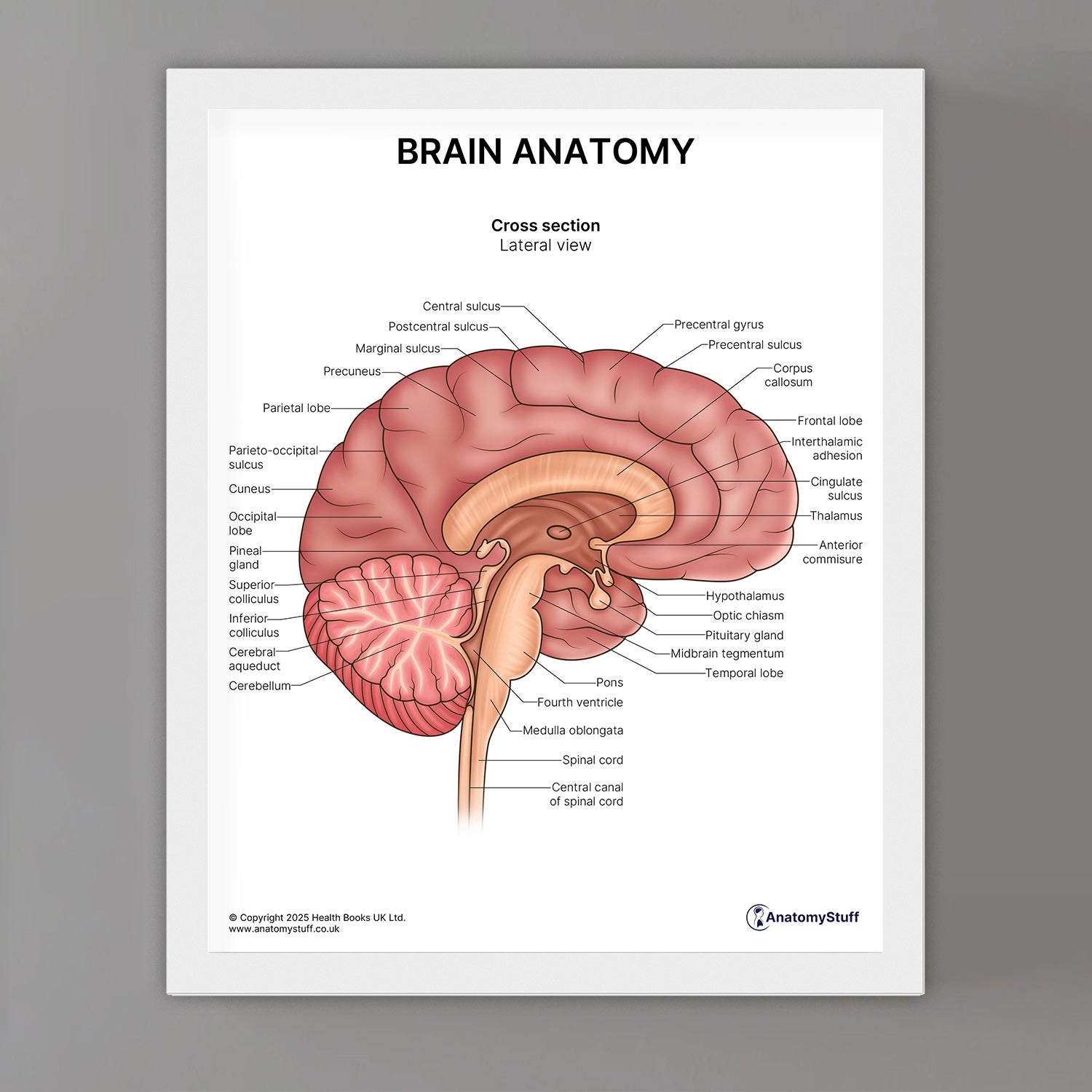 Brain Anatomy Print (Small 8x10")