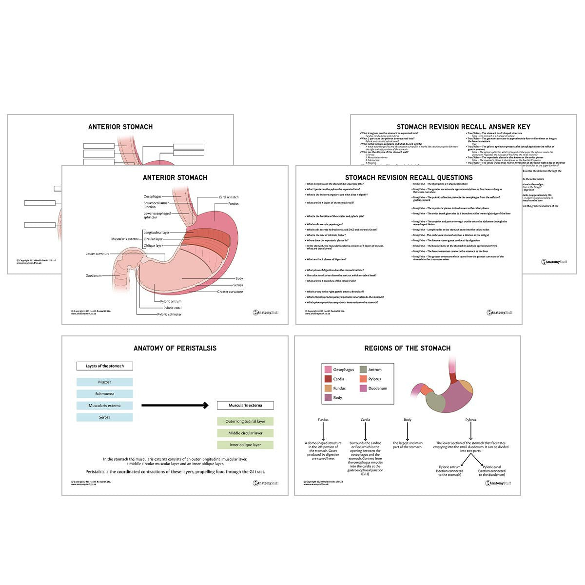 Stomach Anatomy Revision Worksheets (Interactive & Printable PDFs)