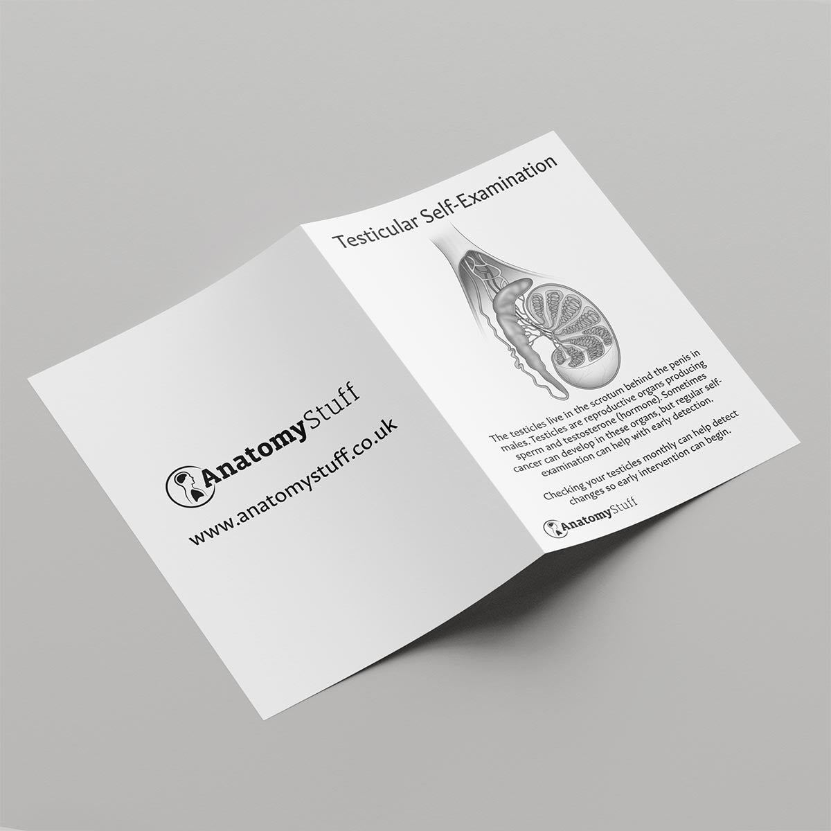 Testicular Self-Examination Leaflet (Printable PDF)