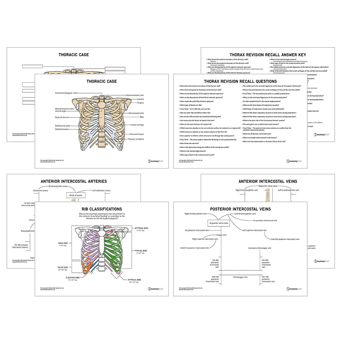Thorax Anatomy Revision Pack (Interactive & Printable PDFs)