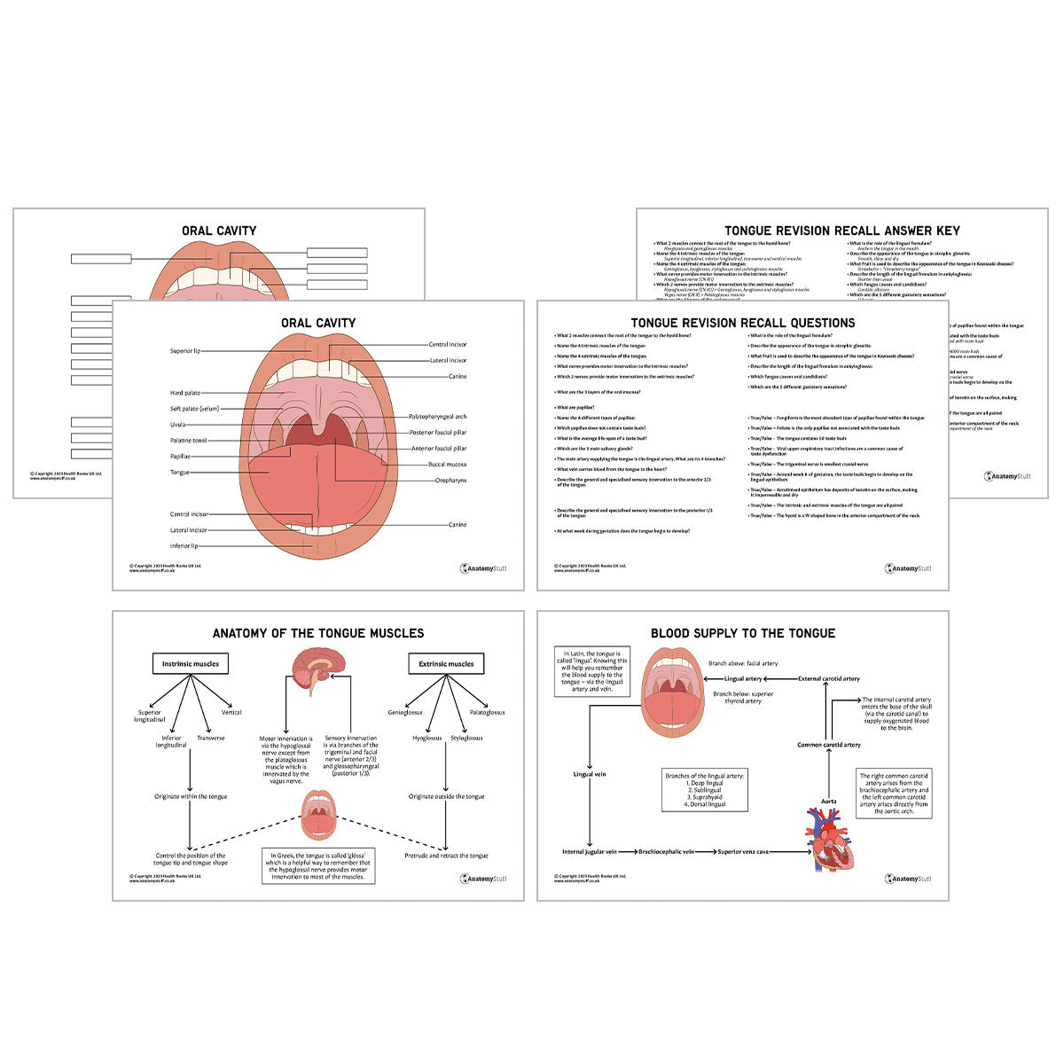 Tongue Anatomy Revision Worksheets (Interactive & Printable PDFs)