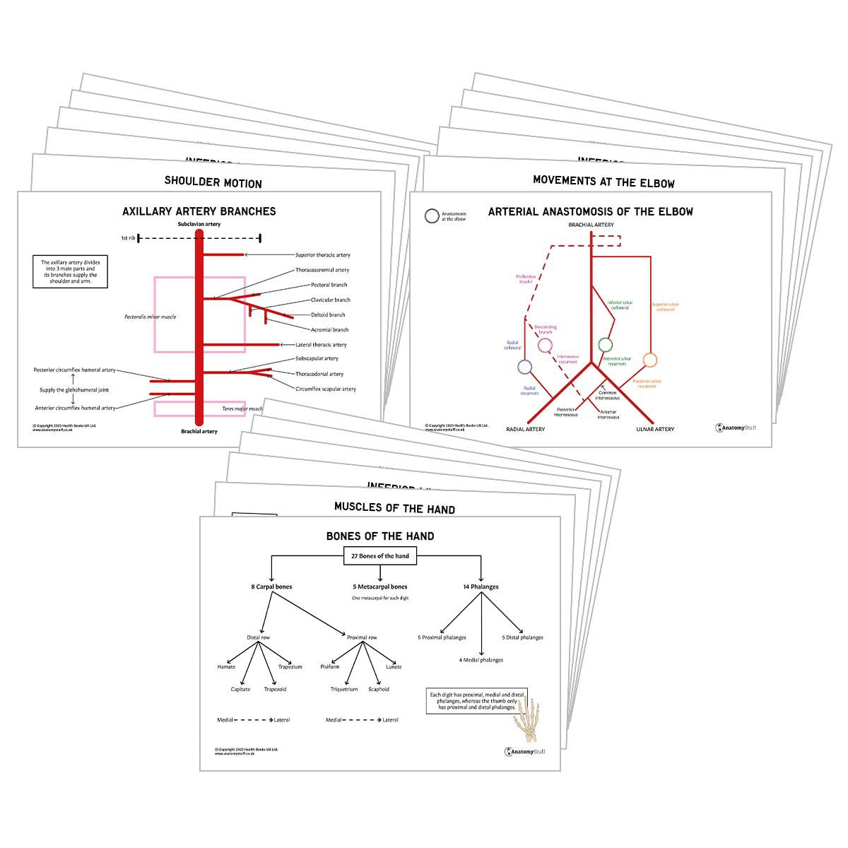 Upper Limb Anatomy Revision Pack (Interactive & Printable PDFs)