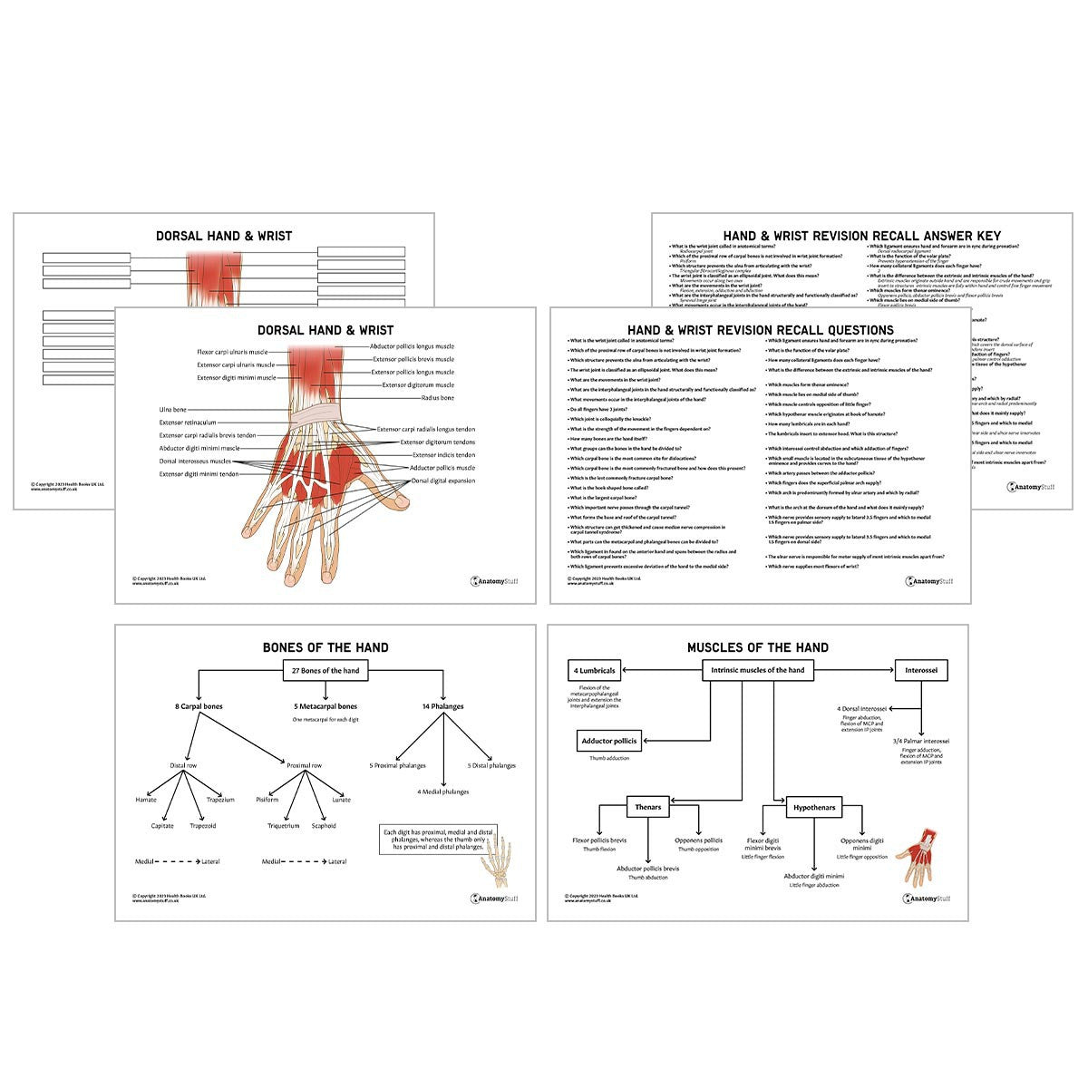 Upper Limb Anatomy Revision Pack (Interactive & Printable PDFs)