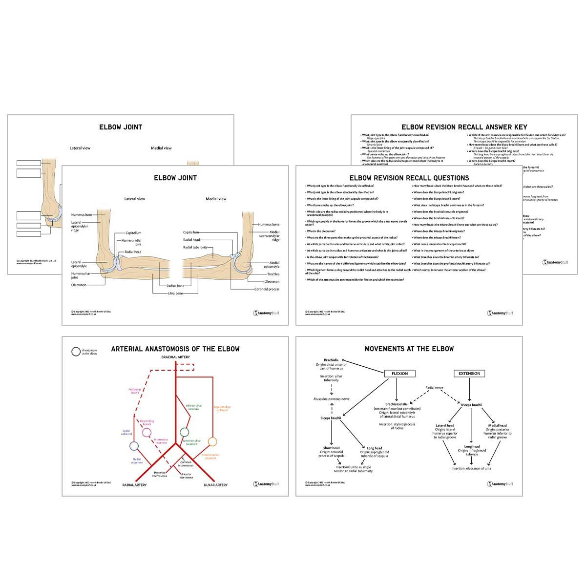 Upper Limb Anatomy Revision Pack (Interactive & Printable PDFs)
