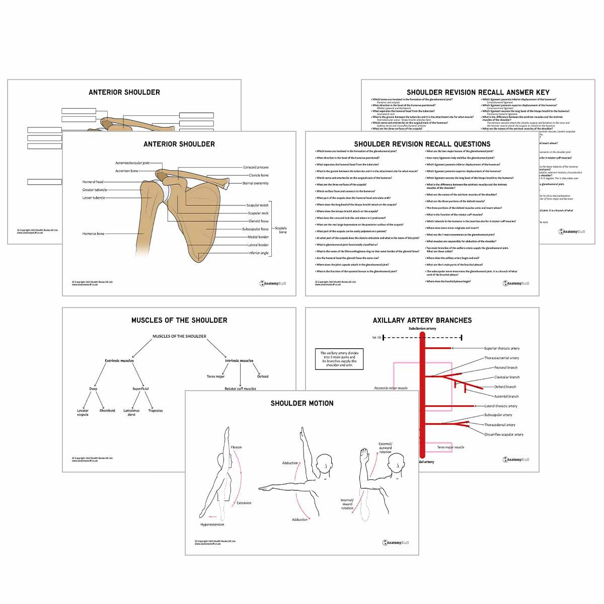 Upper Limb Anatomy Revision Pack (Interactive & Printable PDFs)