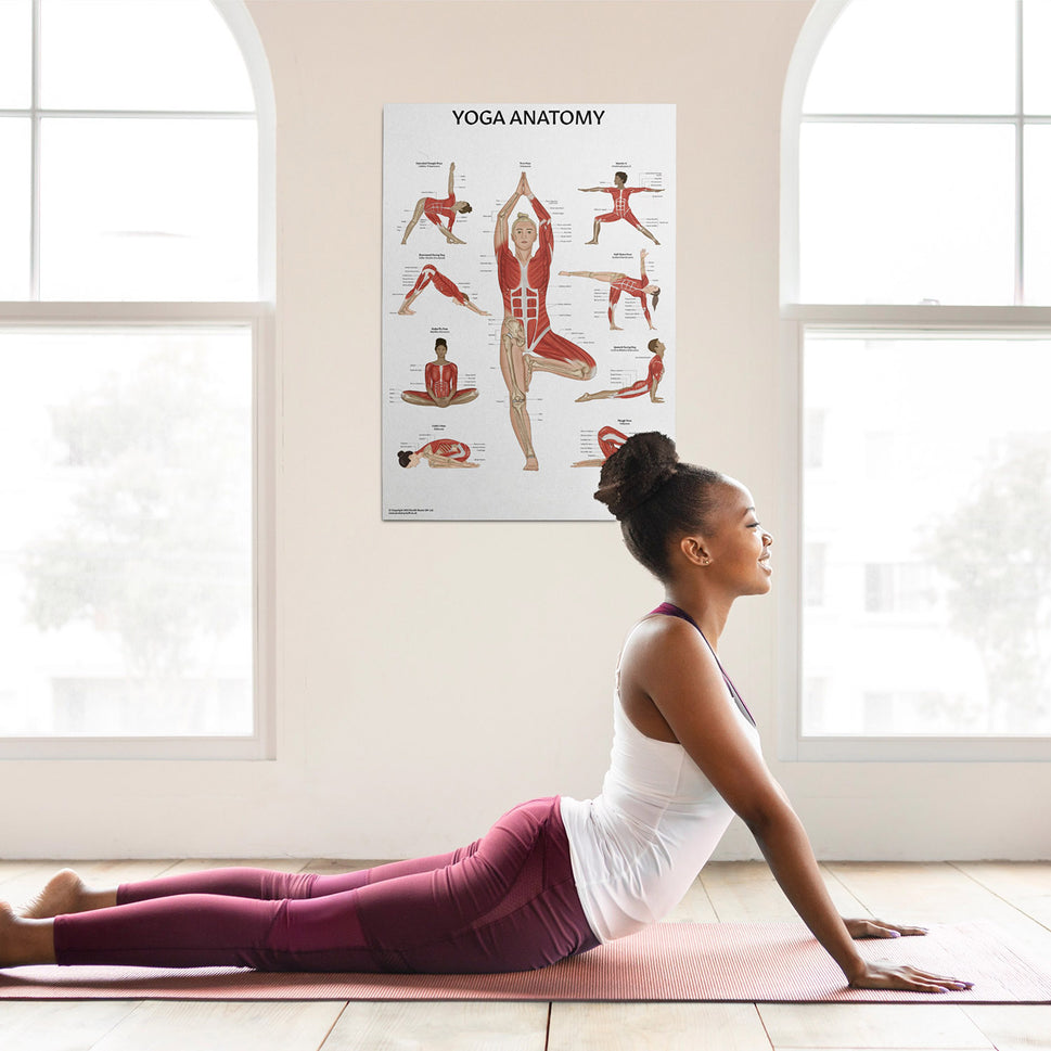 Yoga Anatomy Chart / Poster