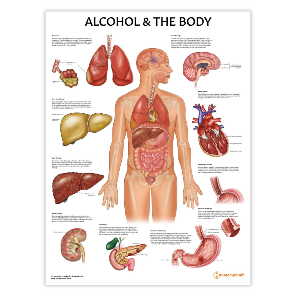 Alcohol and The Body Chart / Poster