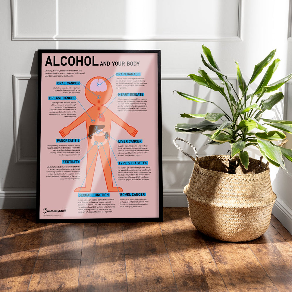 "Alcohol and Your Body" Drink Awareness Chart / Poster