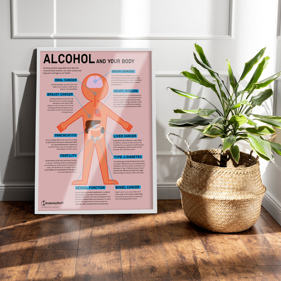 "Alcohol and Your Body" Drink Awareness Chart / Poster