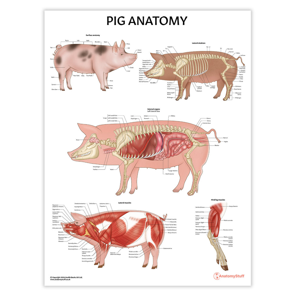 Pig Anatomy Chart / Poster