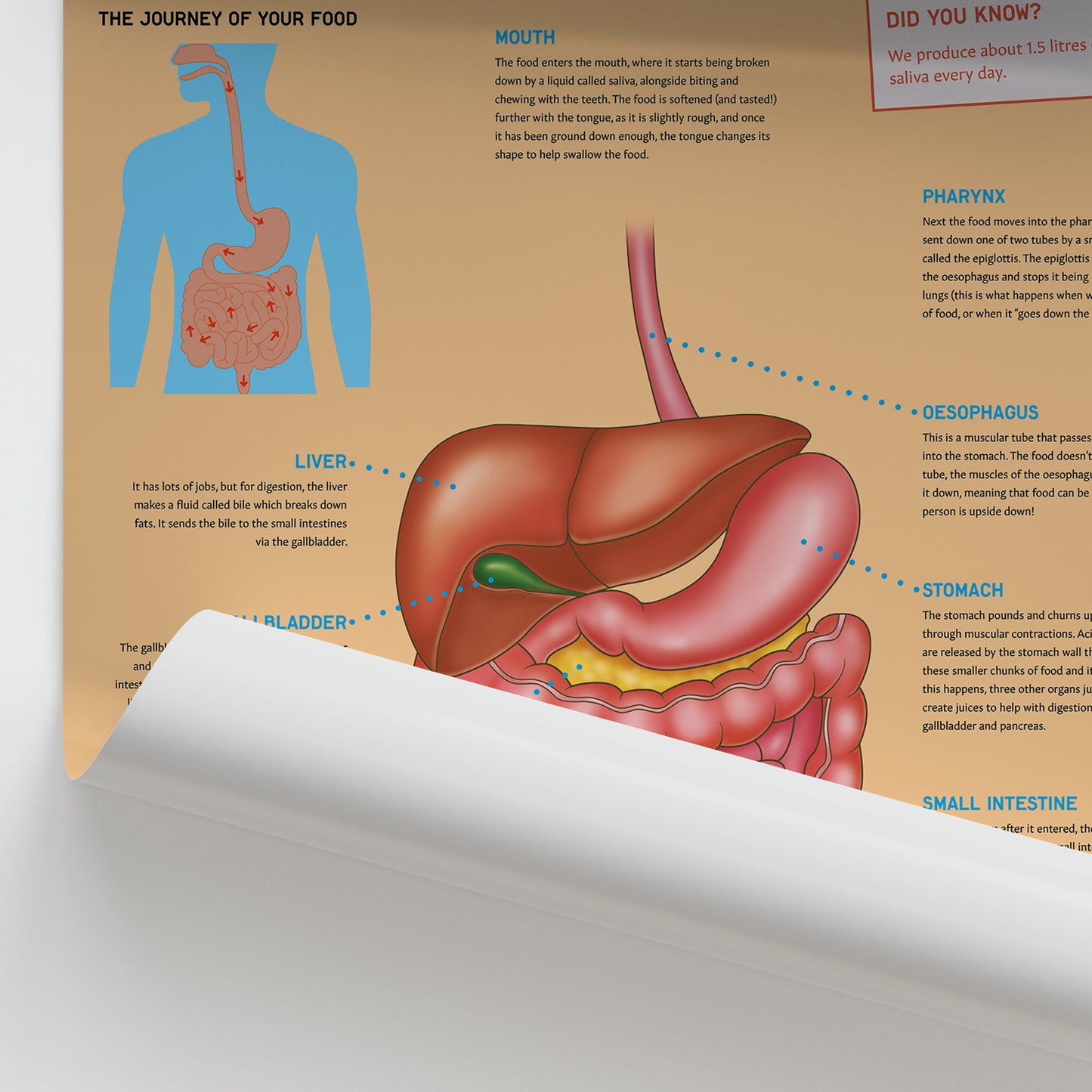 Anatomy for Children: Digestion Chart / Poster