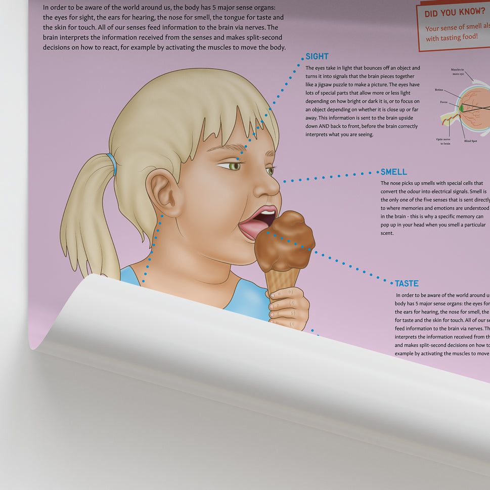 Anatomy for Children: The Five Senses Chart / Poster