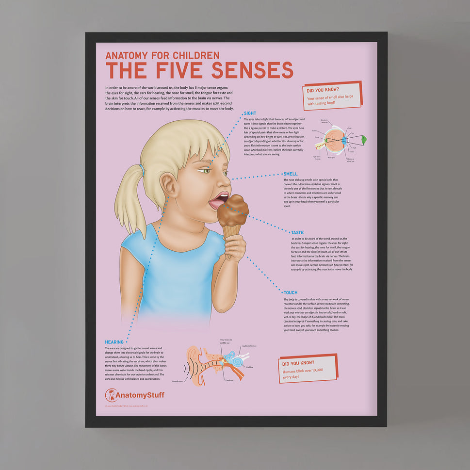 Anatomy for Children: The Five Senses Chart / Poster