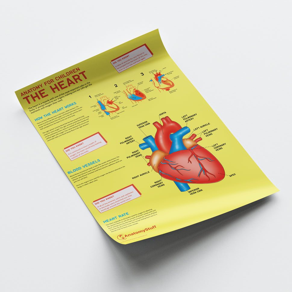 Anatomy for Children: The Heart Chart / Poster