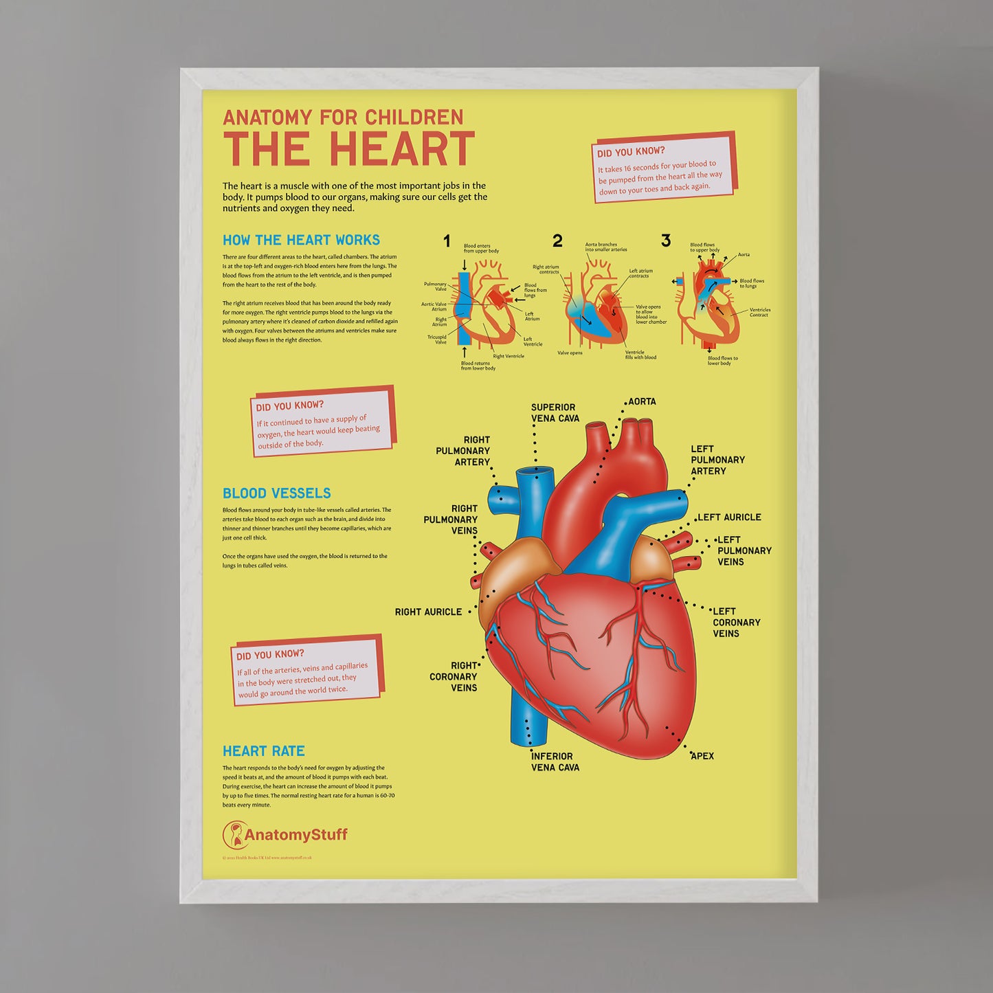 Anatomy for Children: The Heart Chart / Poster
